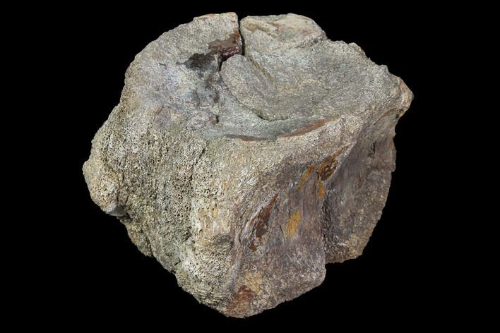 Bargain, Fossil Hadrosaur Dorsal Vertebra - Aguja Formation #116586